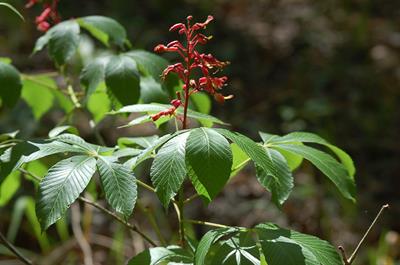 Aesculus pavia