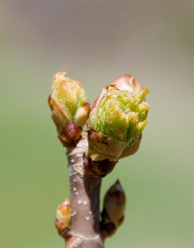 Aesculus × carnea - شاه‌بلوط اسبی قرمز