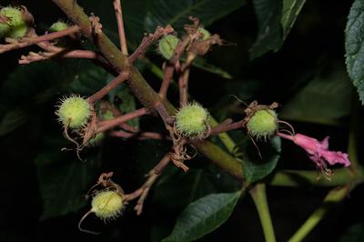 Aesculus × carnea