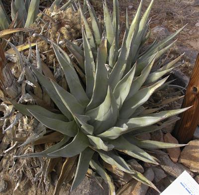 Agave