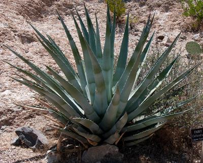 Agave