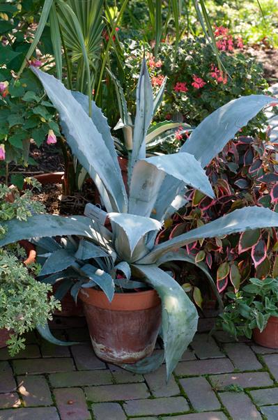 Agave americana