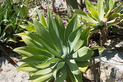 Foxtail agave