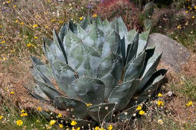 Agave parrasana