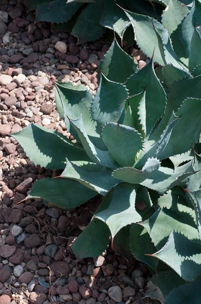 Agave parryi