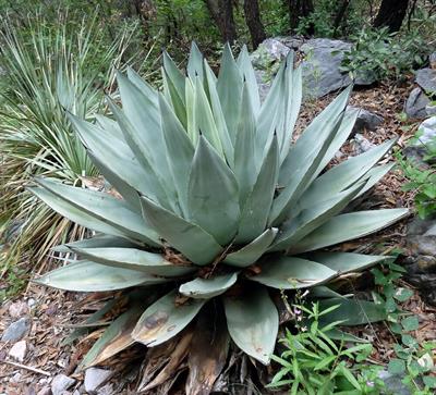  Agave parryi