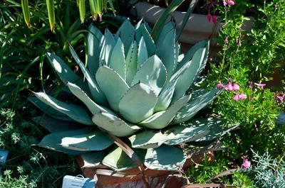 Agave parryi - آگاو پری / آگاو گرد