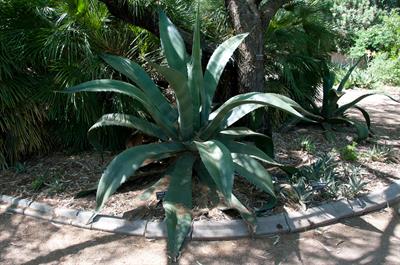 Agave salmiana
