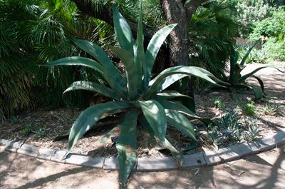 maguey du pulque