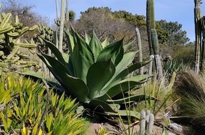 Agave shawii - آگاو شاو