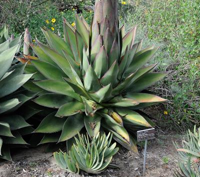 Agave shawii