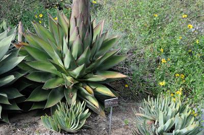coastal agave