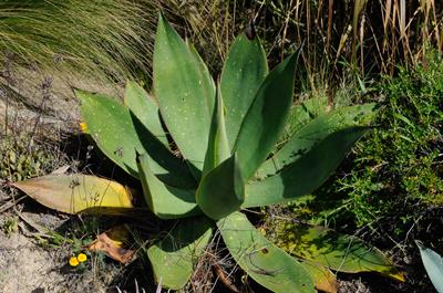 Coastal Agave