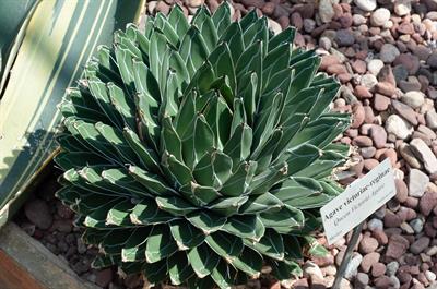 Agave victoriae regi