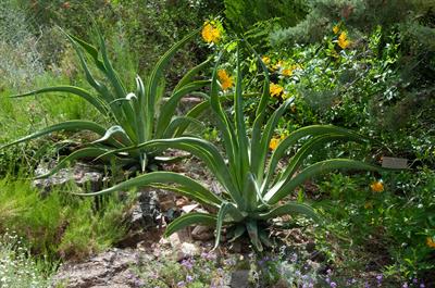 Agave vilmoriniana