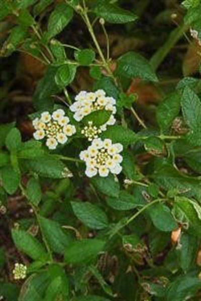 Ageratina adenophora