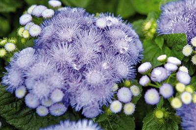 Ageratum