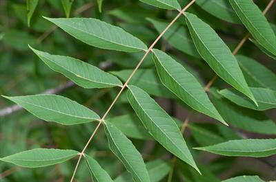 Ailanthus altissima - درخت عرعر