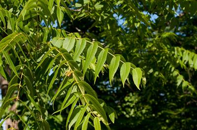 Ailanthus altissima - درخت عرعر