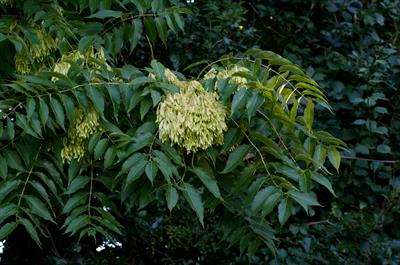 Ailanthus altissima