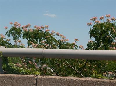 Albizia julibrissin