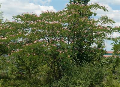  Albizia julibrissin