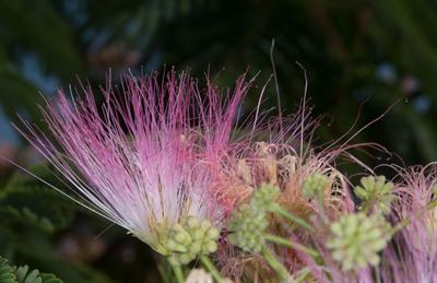Albizia julibrissin - درخت ابریشم