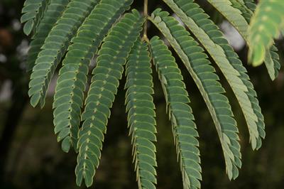 Albizia julibrissin Durazz