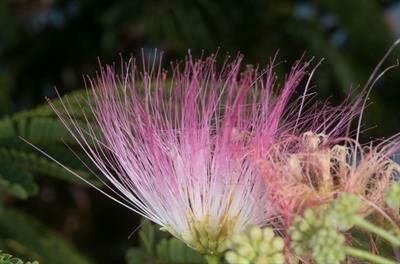 Persian Silktree