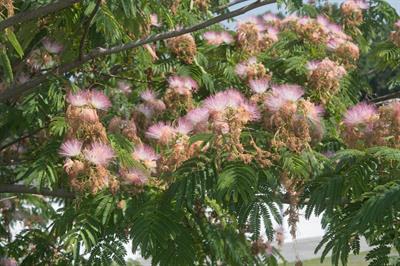 Albizia julibrissin - درخت ابریشم