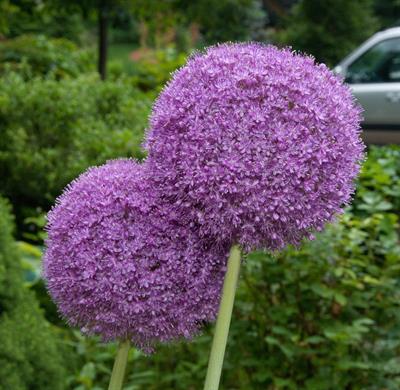 Allium giganteum