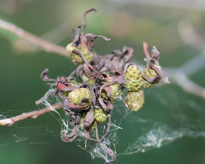 Alnus