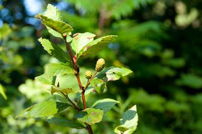 Alnus incana - توسکای خاکستری