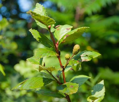 Alnus incana - توسکای خاکستری