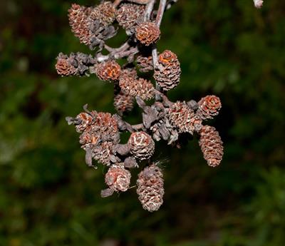 Alnus incana ssp. ru