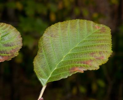 Alnus incana