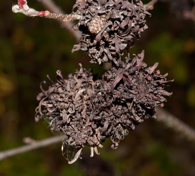 hoary alder