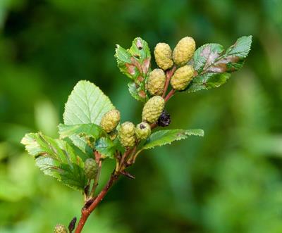 توسکای خاکستری