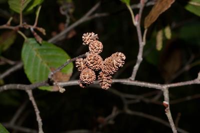 Alnus serrulata