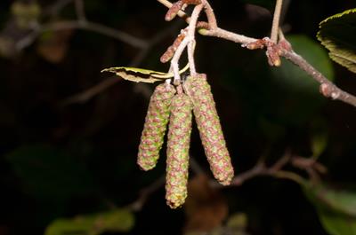 Alnus serrulata
