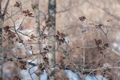 Alnus serrulata - توسکا
