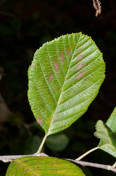  Alnus serrulata