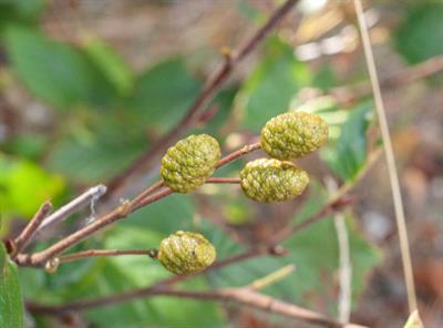 Green Alder