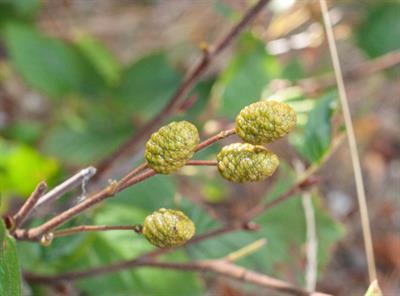 Green Alder