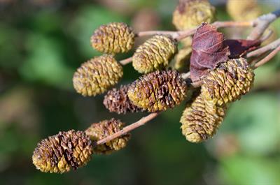 Alnus viridis