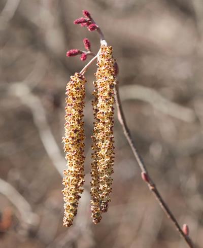 Mountain Alder