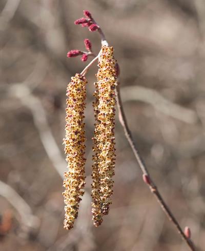 Alnus viridis