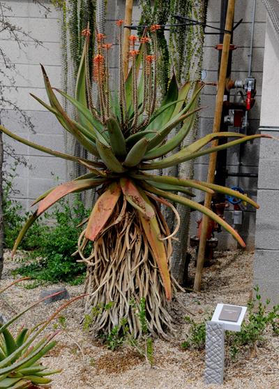 Aloe
