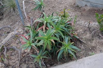 Aloe