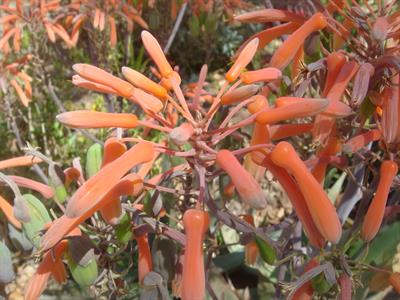 Aloe distans